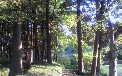 秋の桜山