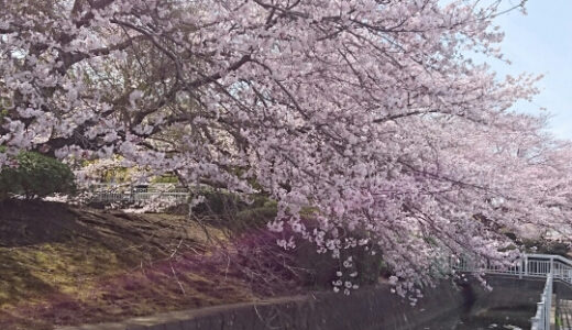 水戸市民球場の桜