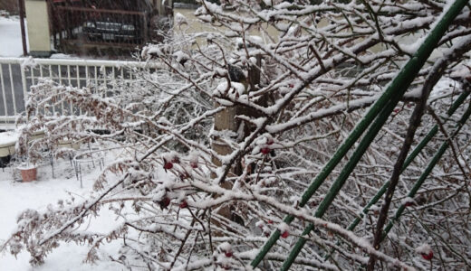 久しぶりに雪が降ってます