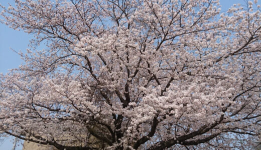 水戸市民球場の桜を見てきた