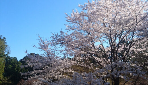 桜山の桜は散り始めていました。