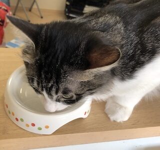 【リッチェル 食べやすいキャットディッシュ】安いのにしっかりしていてオススメ